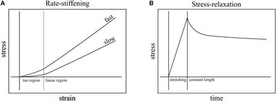 Loading Rate Has Little Influence on Tendon Fascicle Mechanics